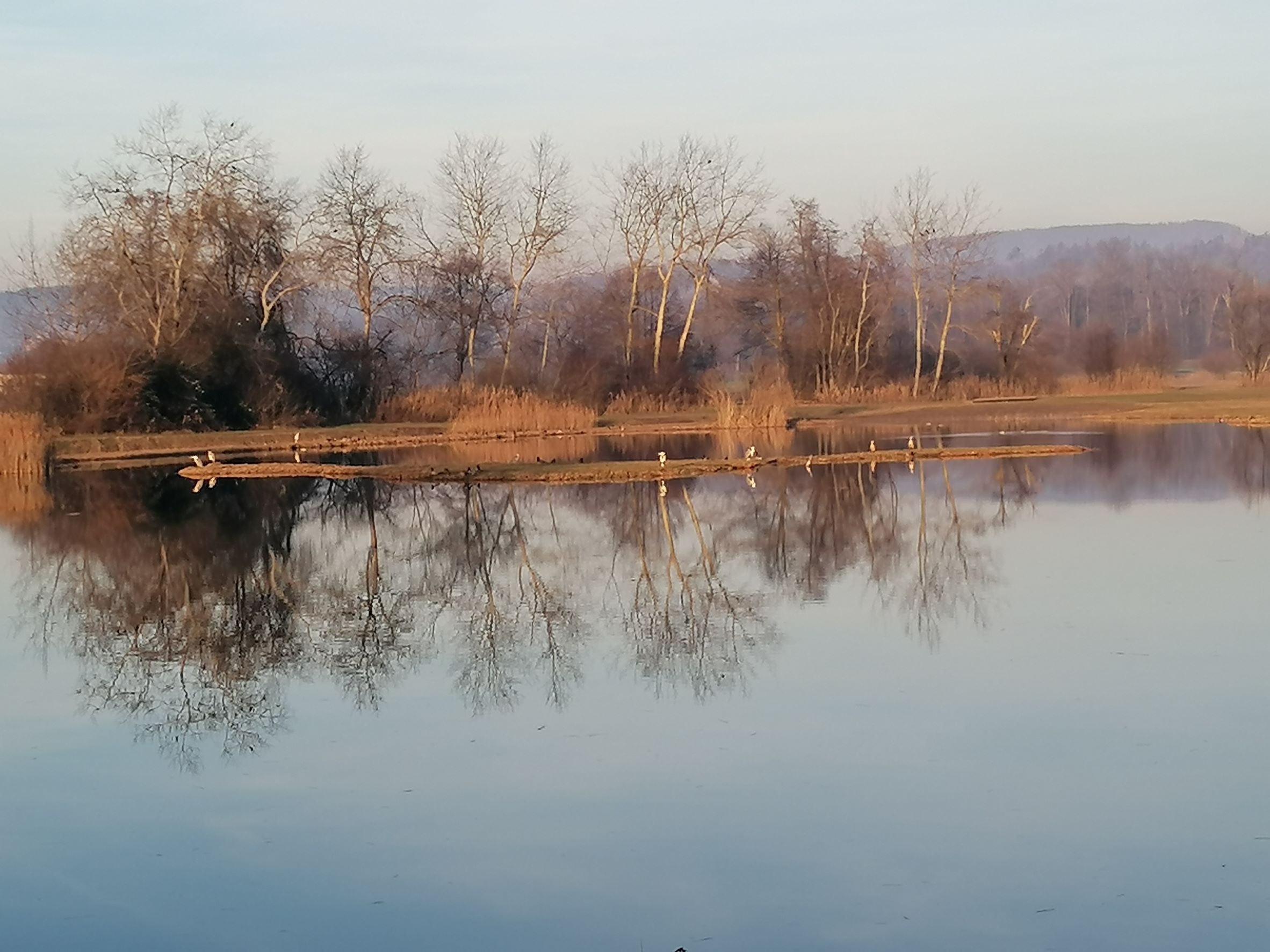 Biotop an der Reuss bei Mühlau